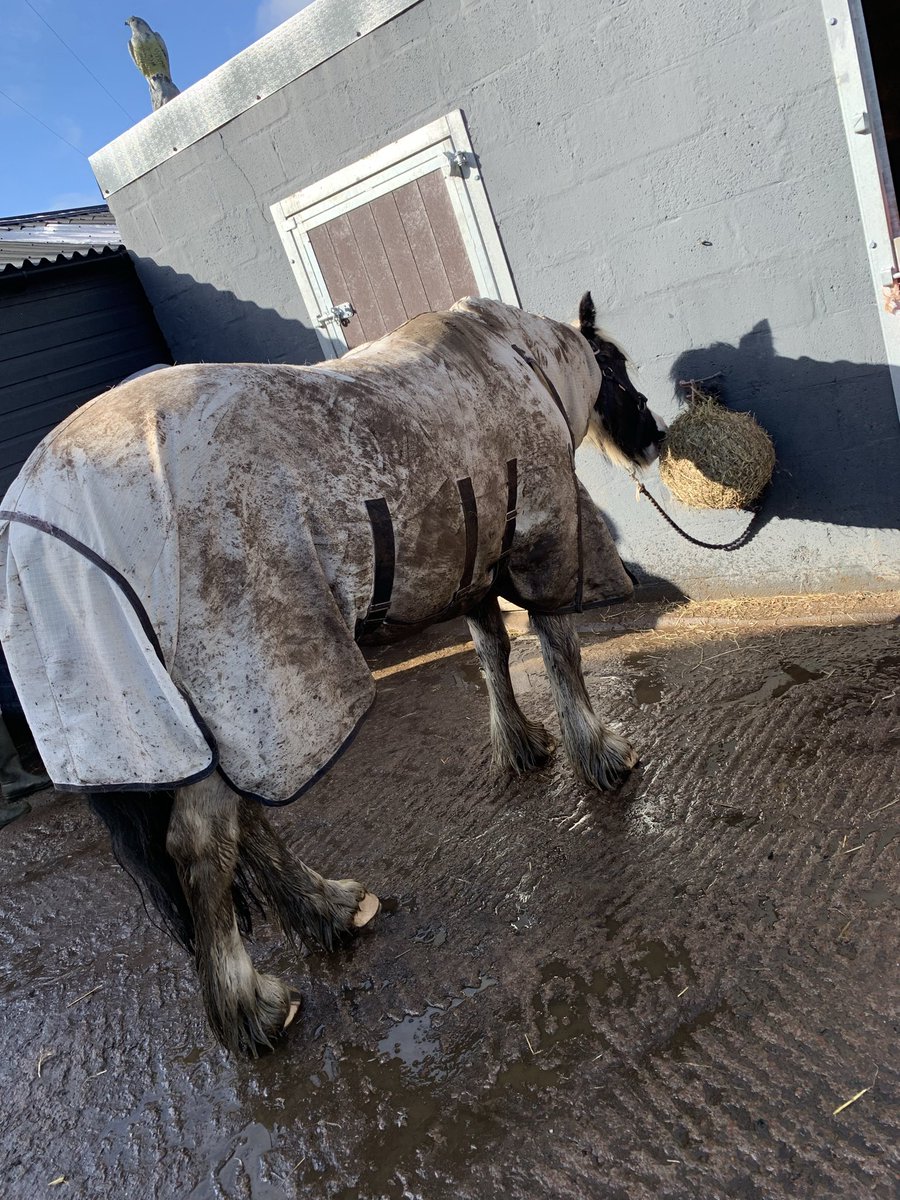 mt_sargent's tweet photo. The horses recently only thing keeping me sane! https://t.co/4xyZwLuivR
