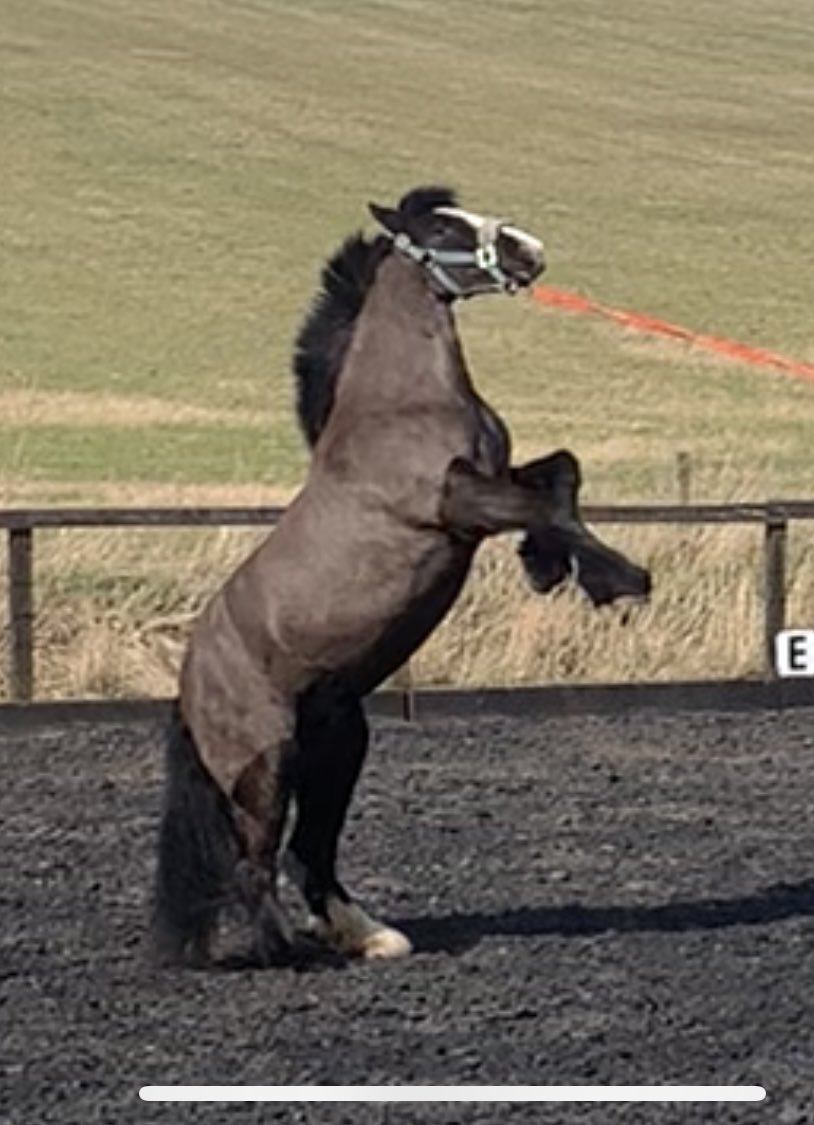 mt_sargent's tweet photo. The horses recently only thing keeping me sane! https://t.co/4xyZwLuivR
