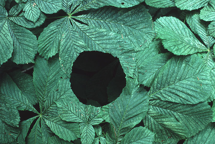 FedeItaliano76's tweet photo. Galaxies and black holes created out of leaves and branches by British land artist Andy Goldsworthy (born 1956 in Cheshire, England) https://t.co/cUSJSSwsgh https://t.co/zcSKWEpmYL