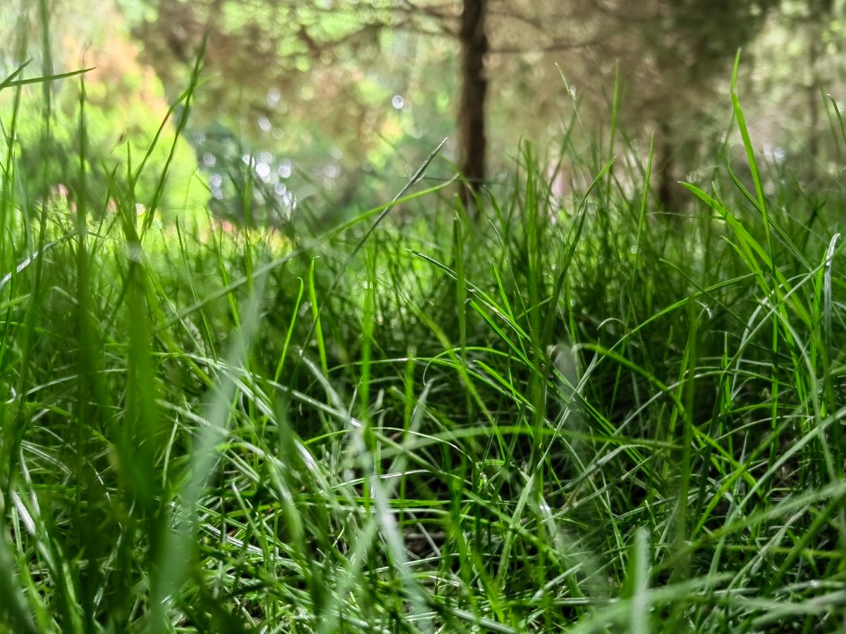 Freeman Hobs Allan tweet media