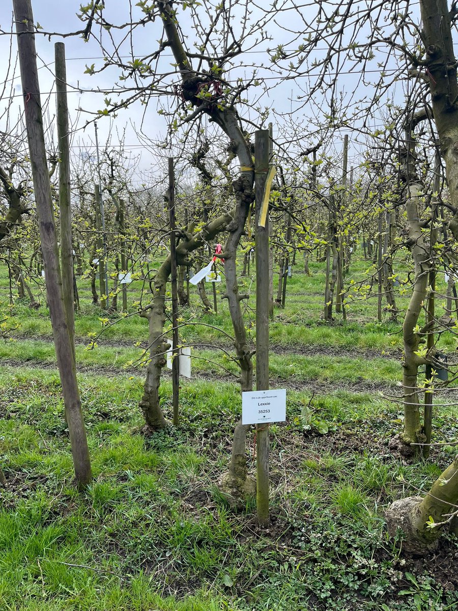 Maureen de Jong tweet media