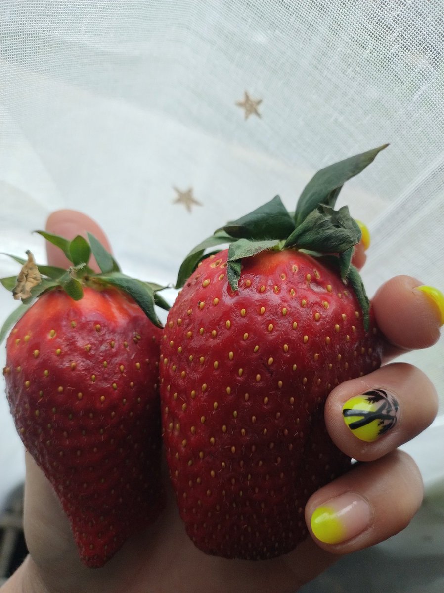 DotiDotiDoti1's tweet photo. Takie maleństwa 🤪🤪i ssłodkie.

Dobry wieczór https://t.co/Ws4NRgPLJe