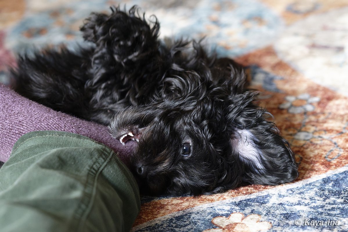 Wilde Wiese tweet media