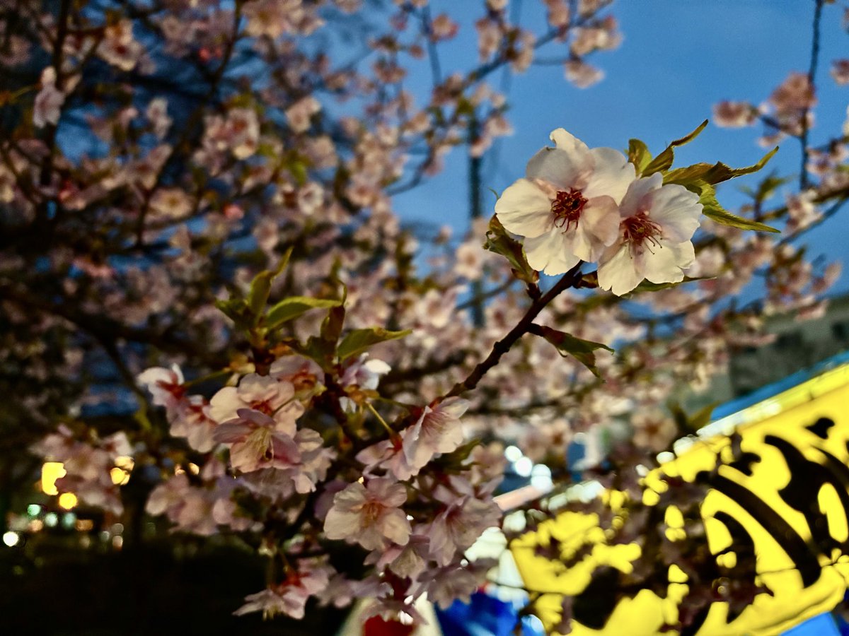 🐙ぐれ tweet media