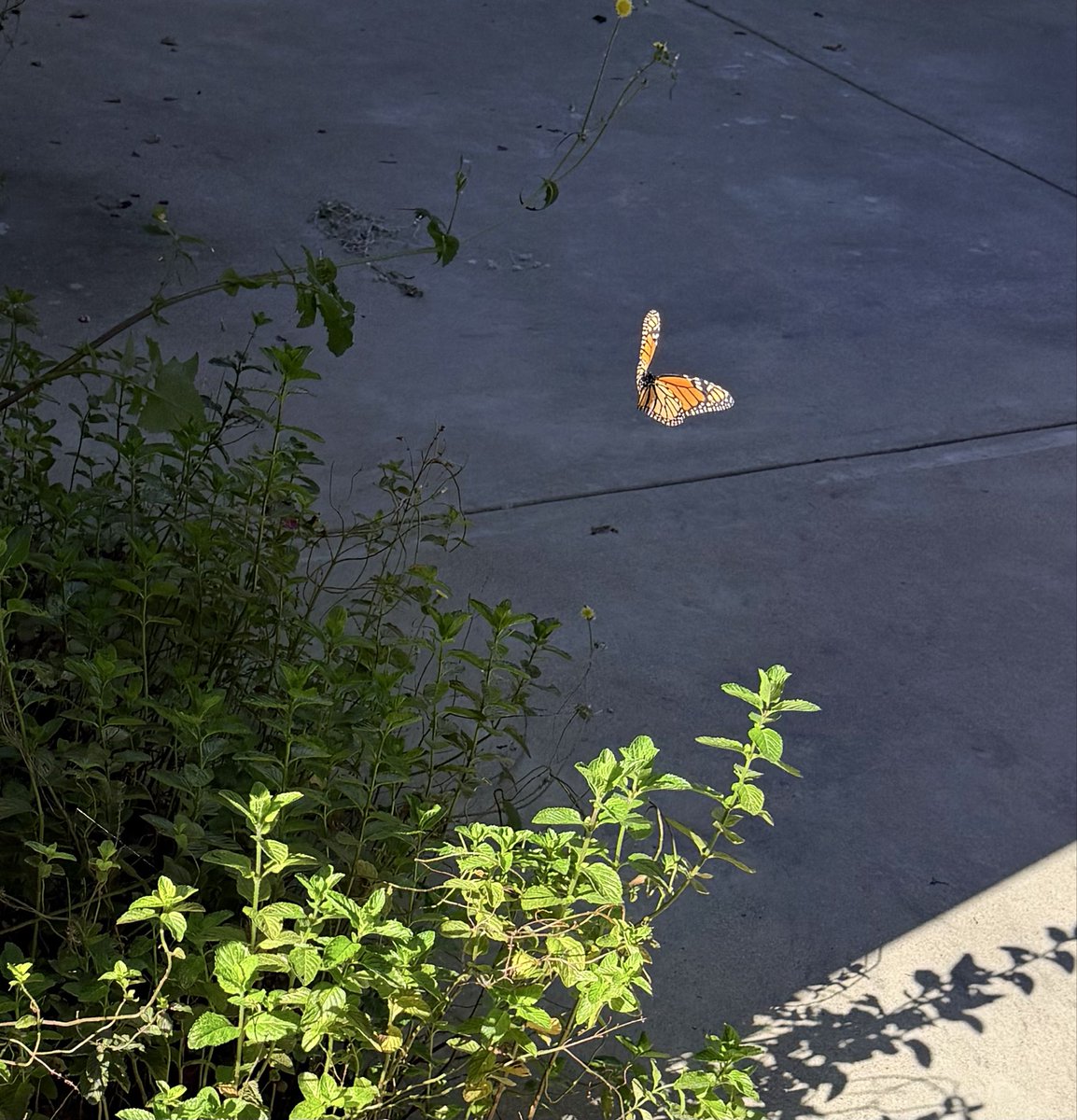 moonangel七月🇺🇸🍀 tweet media