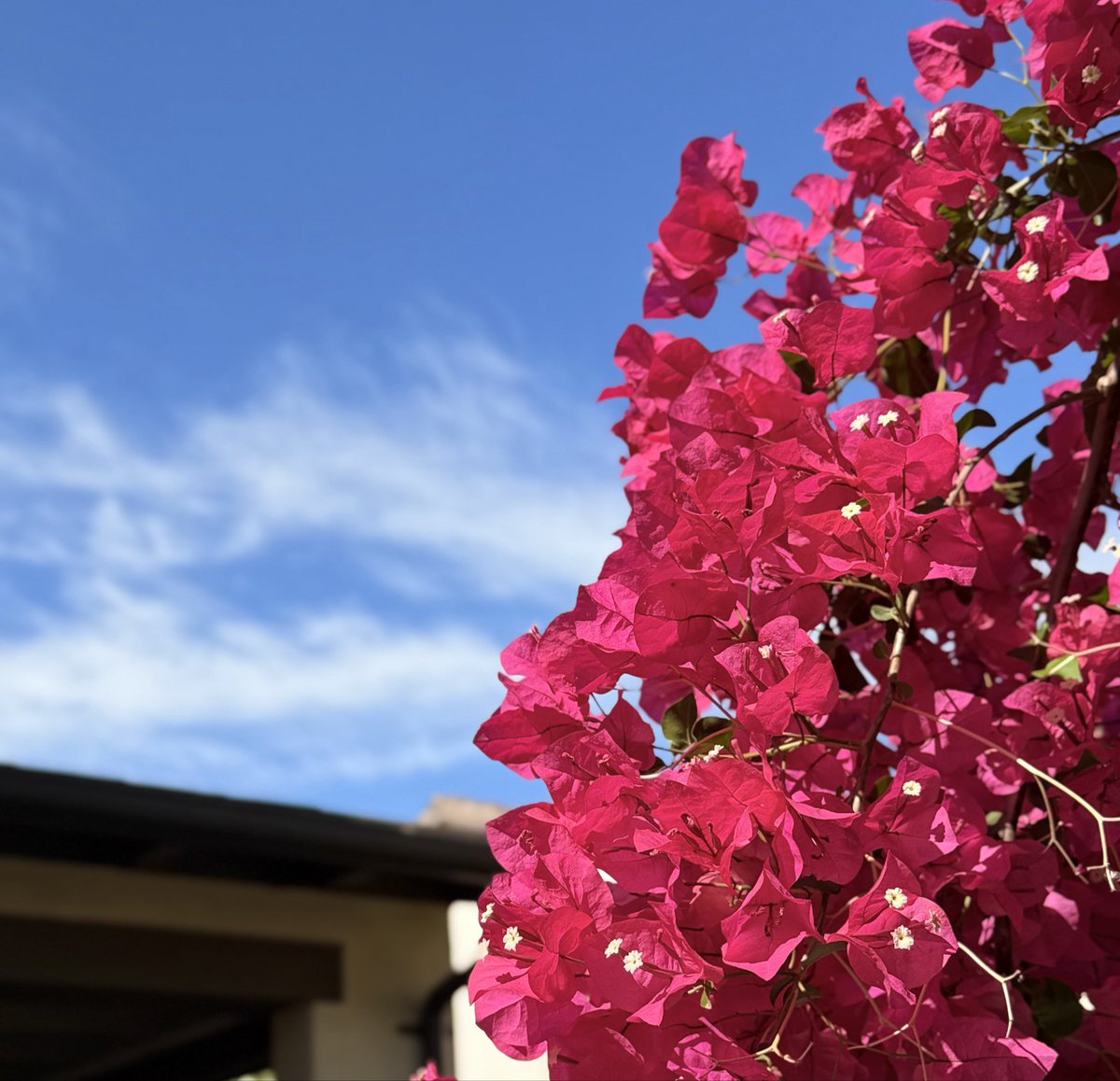 moonangel七月🇺🇸🍀 tweet media