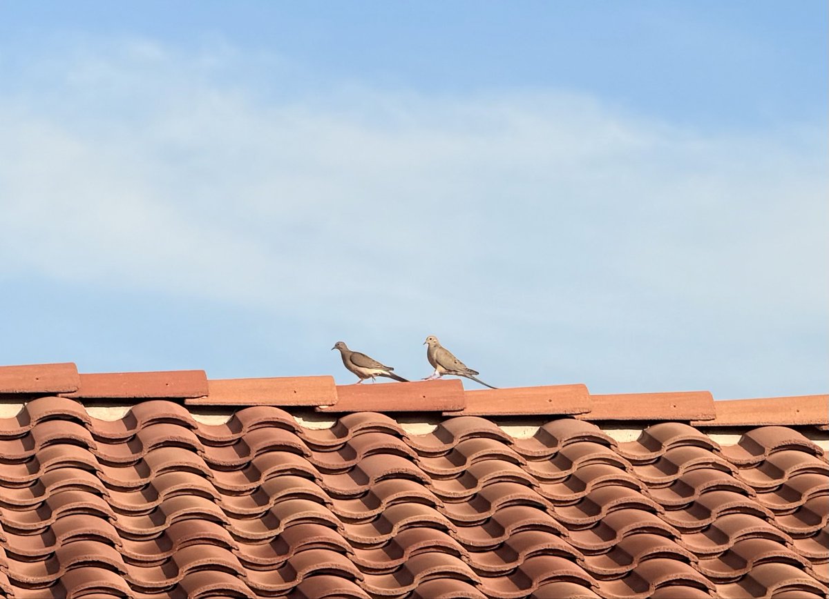 moonangel七月🇺🇸🍀 tweet media