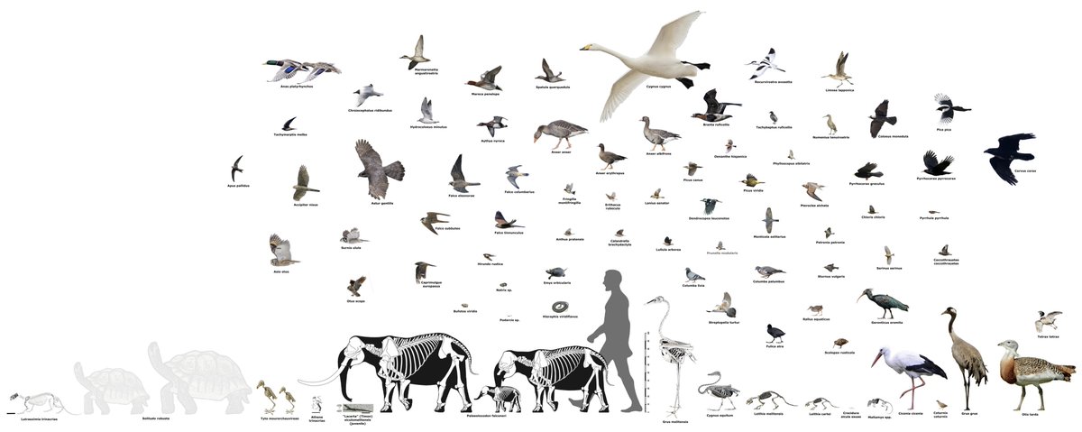 Joschua Knüppe tweet media