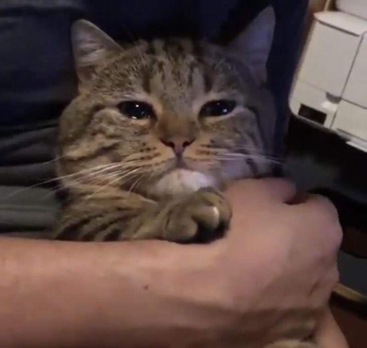 สายลับเอ๋ง tweet media