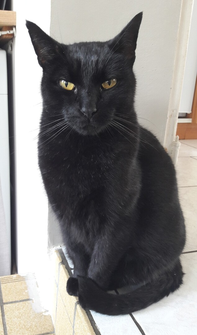 VigiPets.fr tweet media