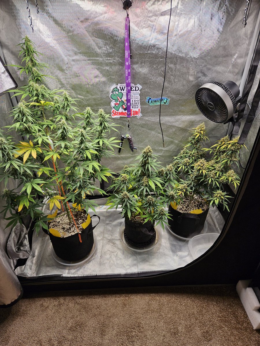 Ray_Jones tweet media