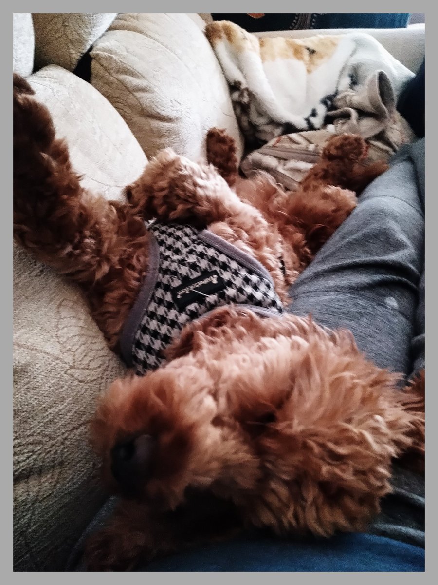 Steve Browne 👽🍄🛸🎧📖 tweet media