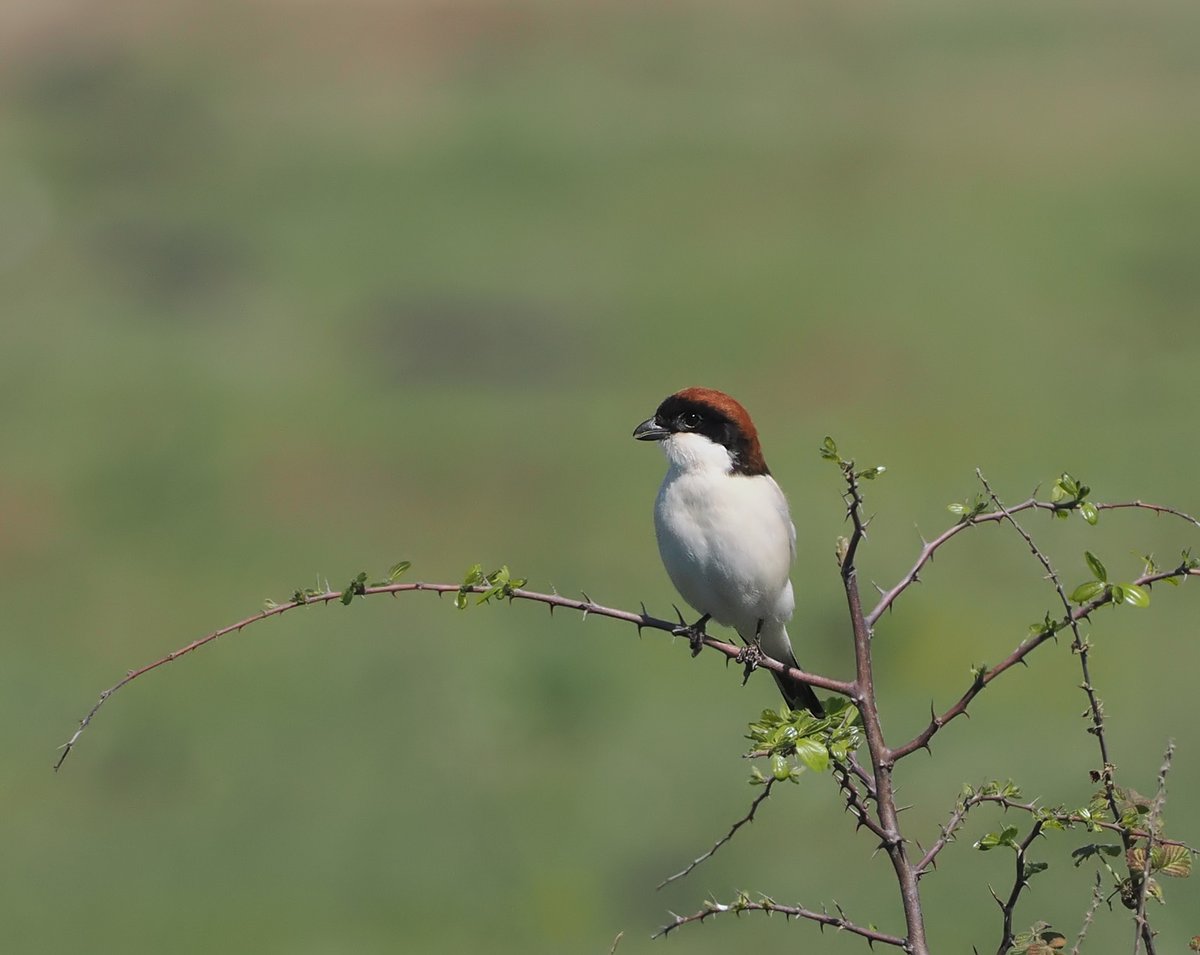 Andrew Whitehouse tweet media