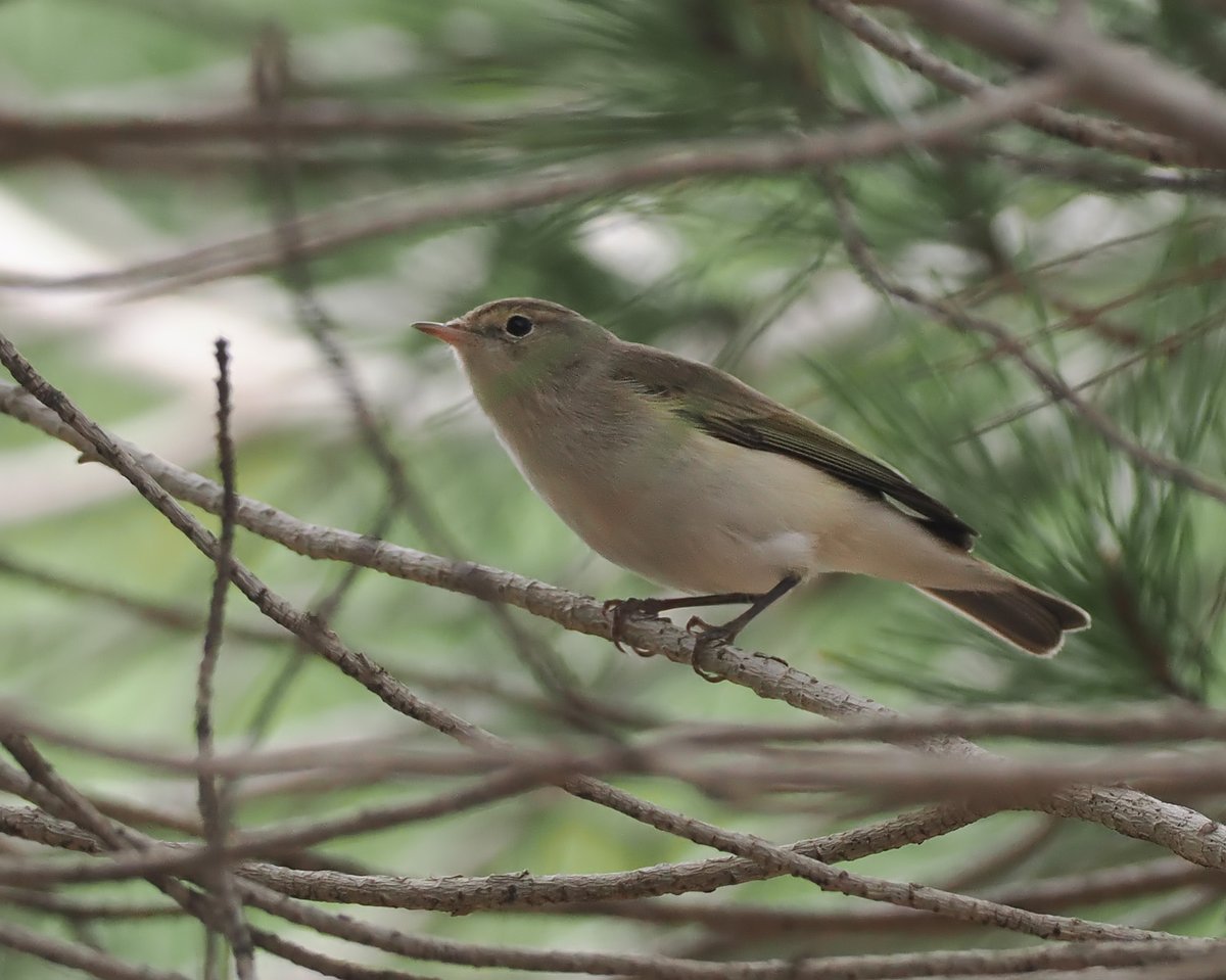 Andrew Whitehouse tweet media