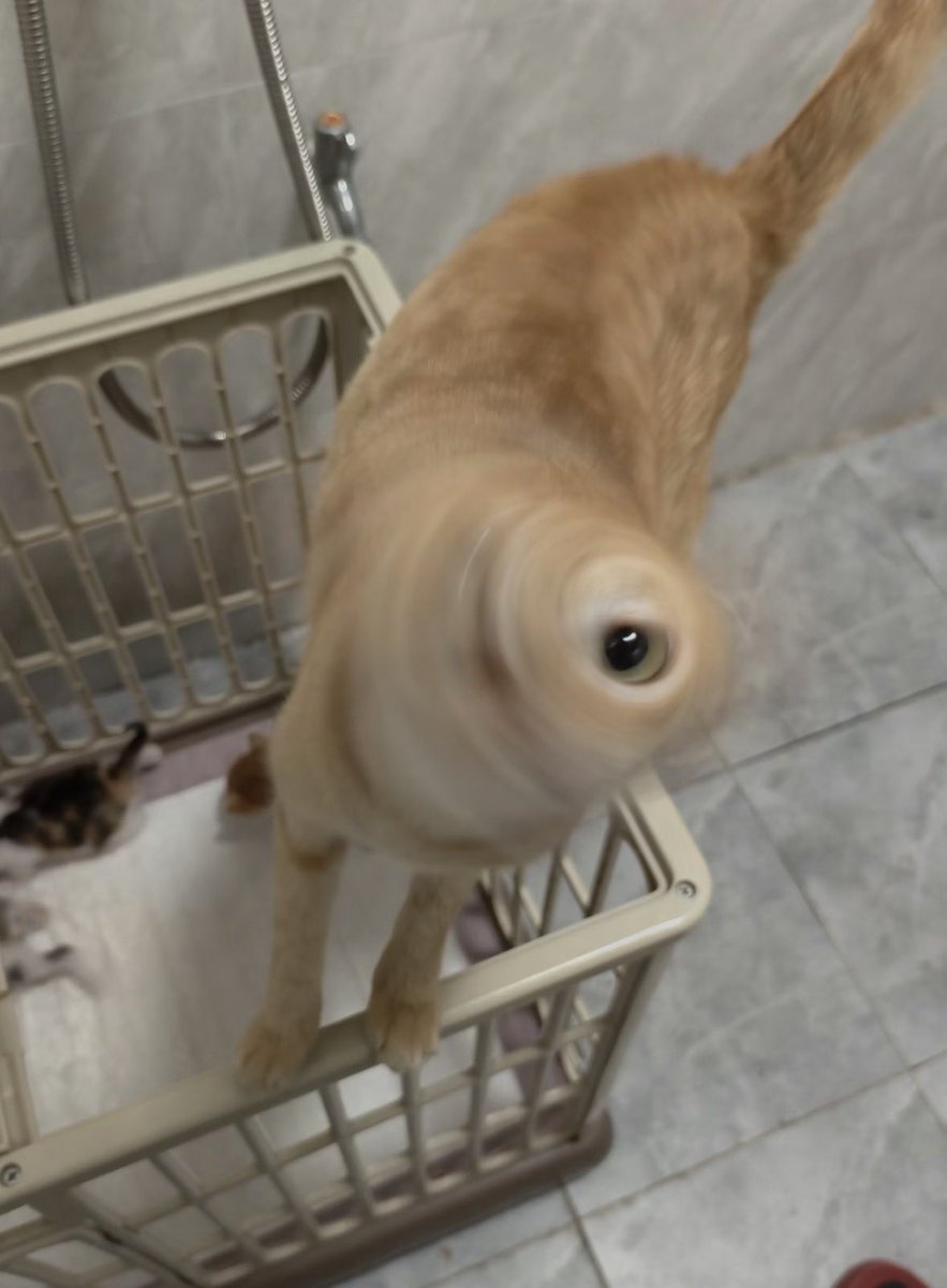 poorly drawn cats tweet media