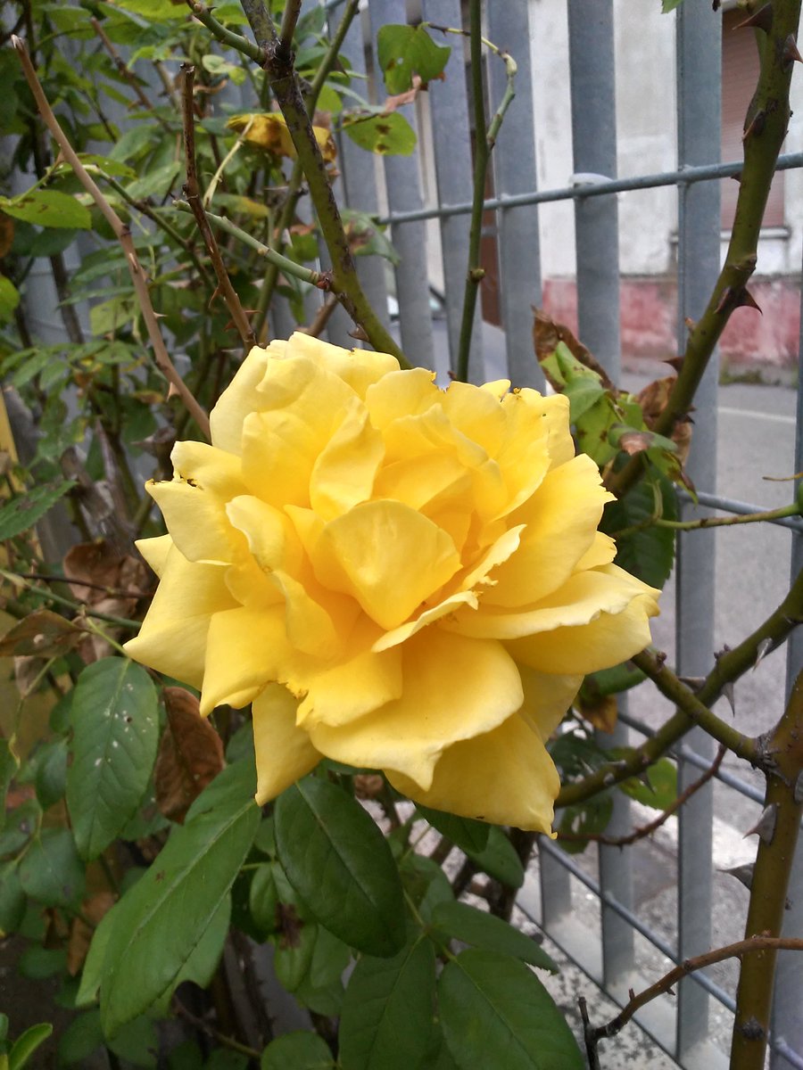 Antonio Dir Tecno tweet media