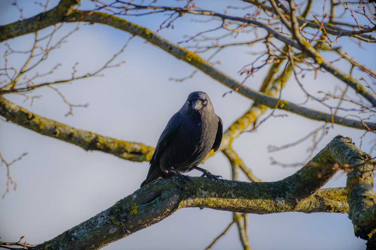 Simon Folkard tweet media