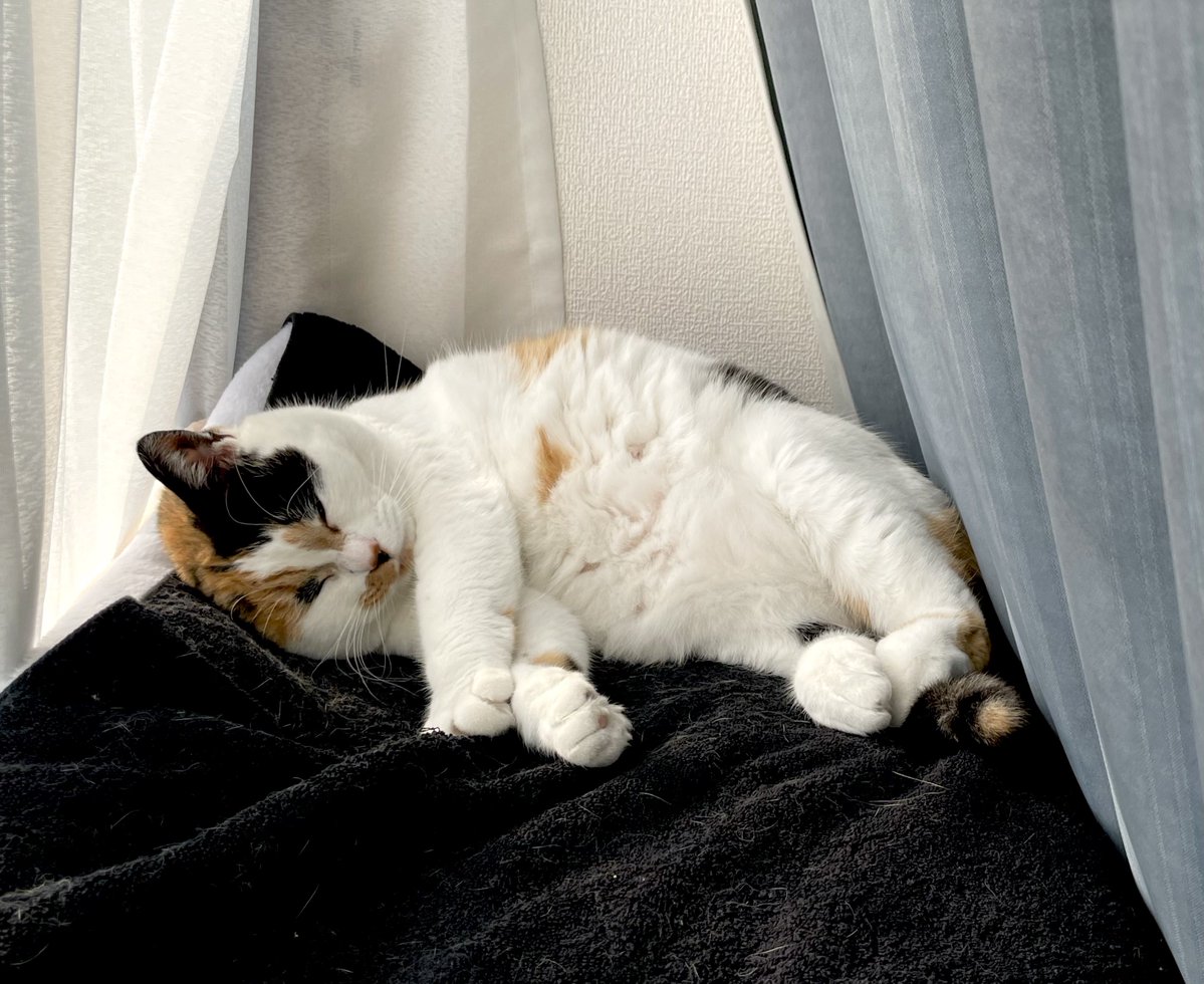 にゃんころもち tweet media