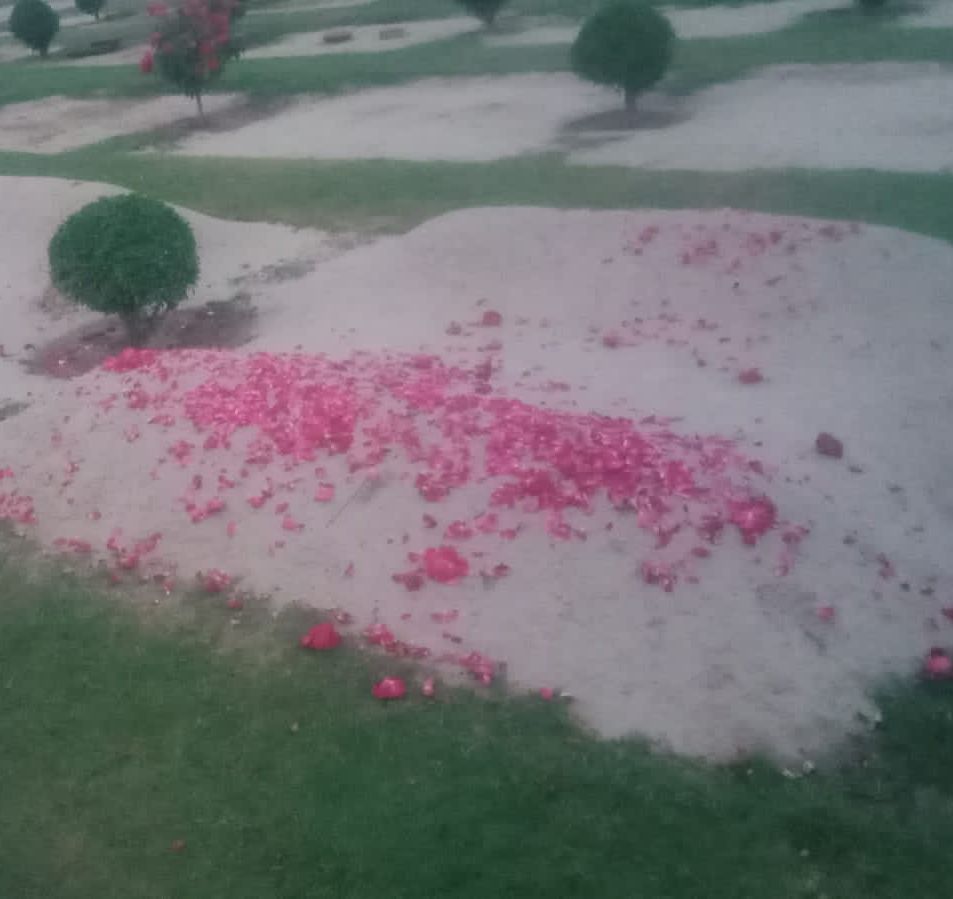 Team Wolf (Ali) tweet media