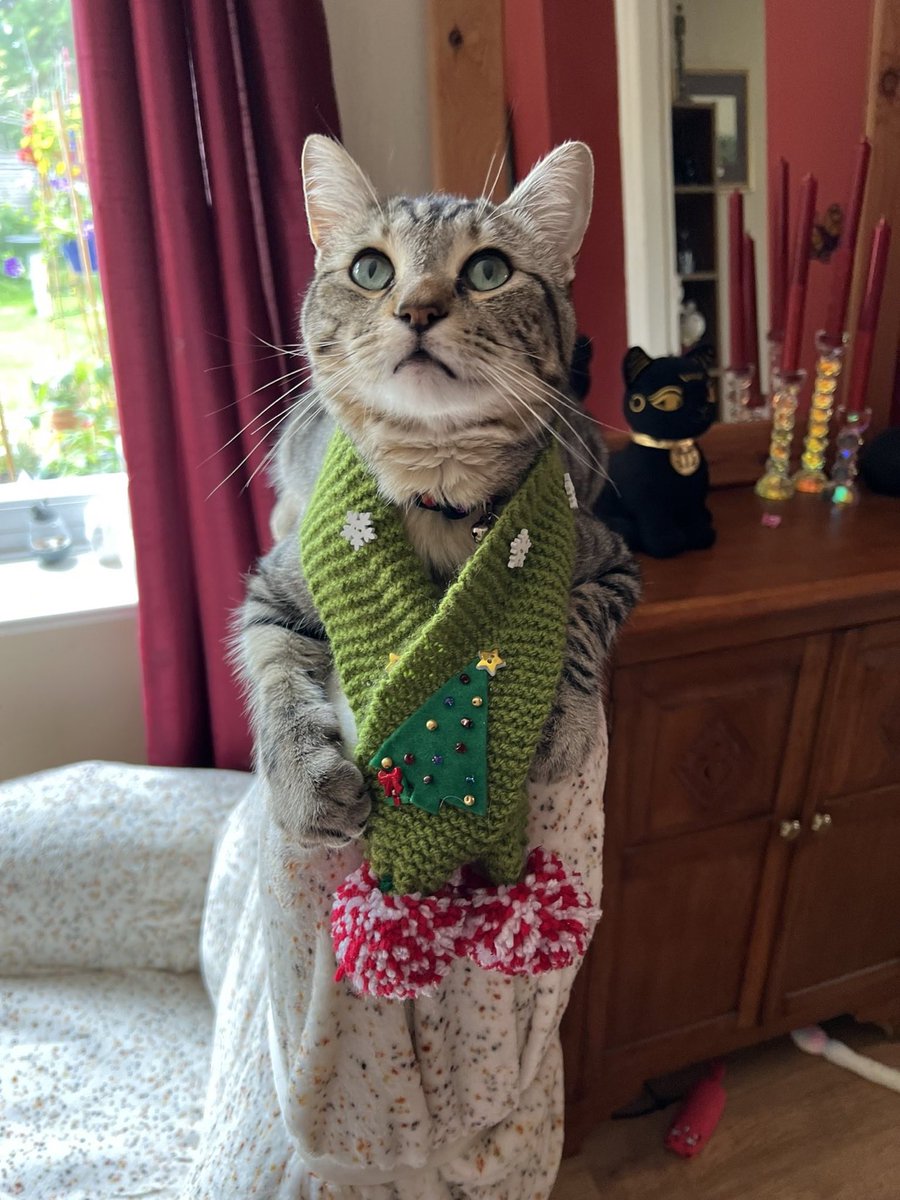 Teddy Bear - The Vicarage Meow 😺 tweet media