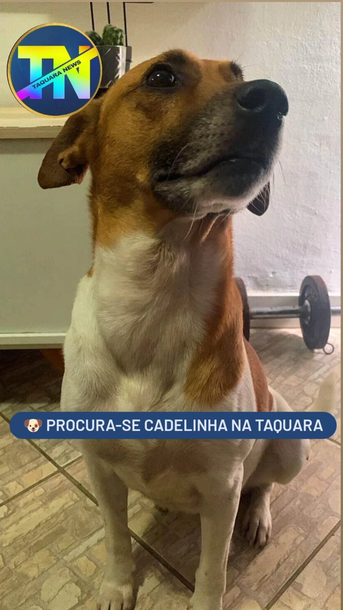 Taquara News tweet media