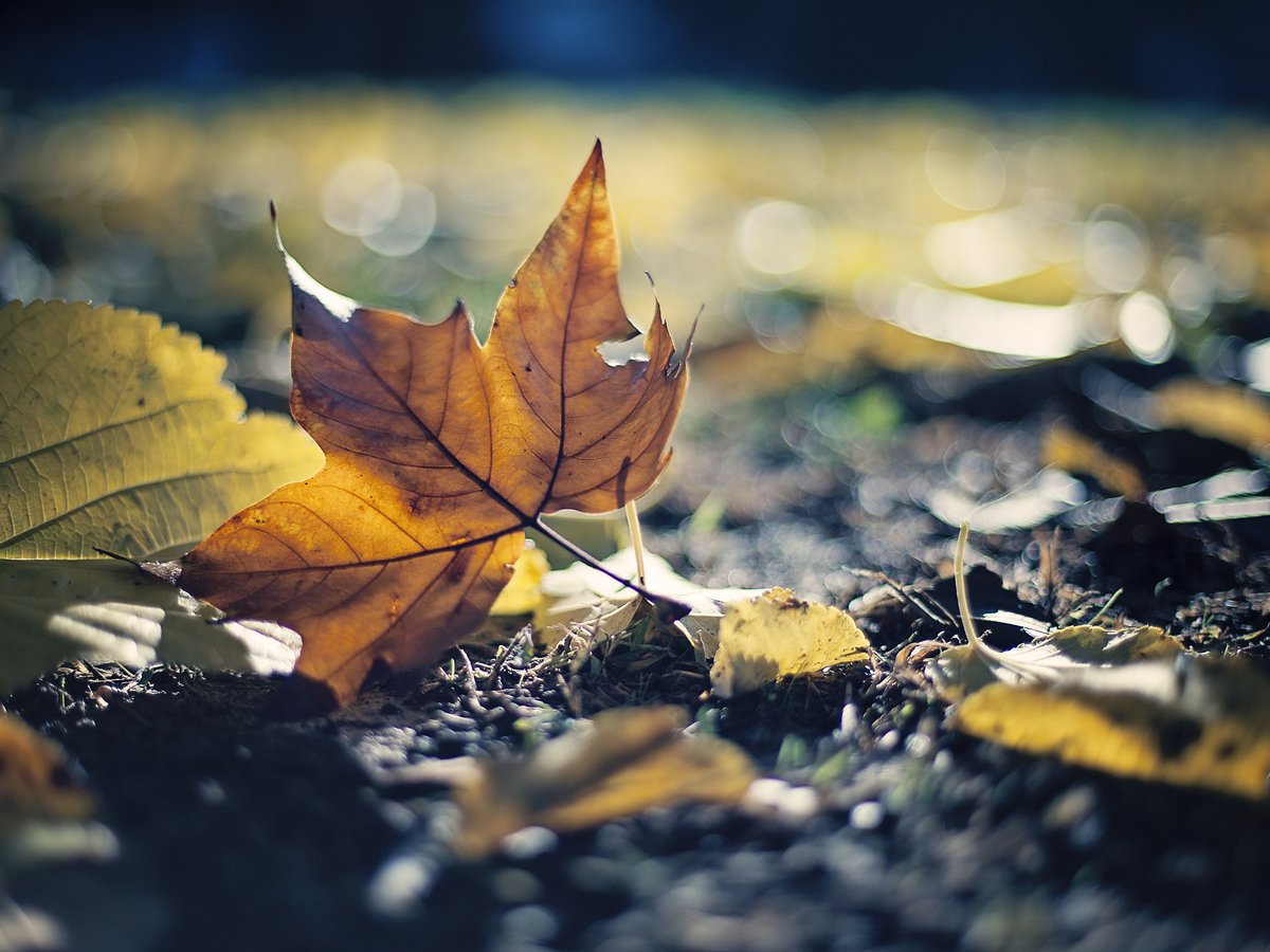 Maurizio Giordano tweet media