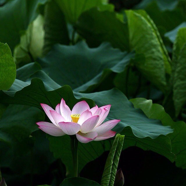 𝙧𝙚𝙞.🍀🌙✨｡˚✧ tweet media