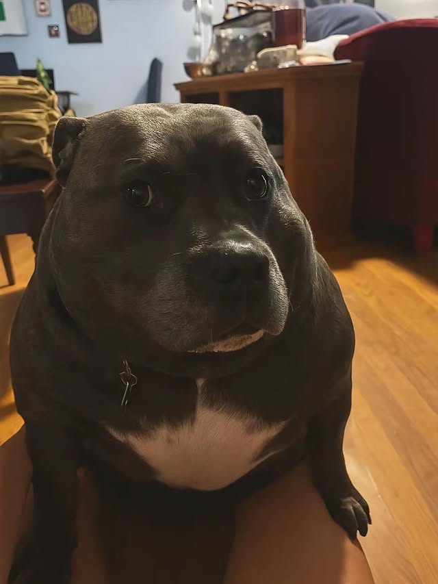 UmaSex🐎(En contrucción) tweet media