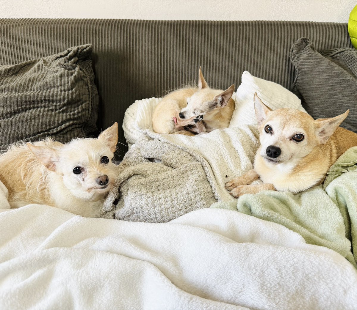 Pinky family tweet media