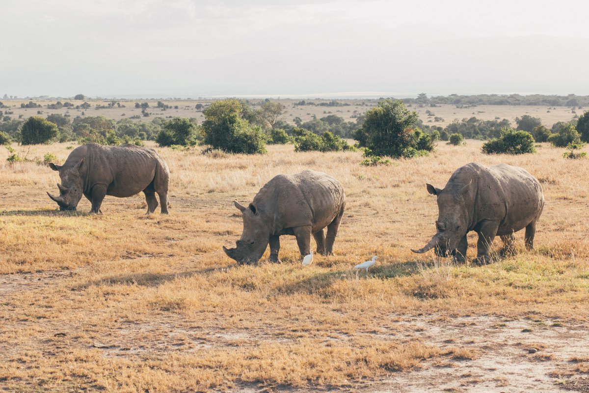 Ol Pejeta tweet media