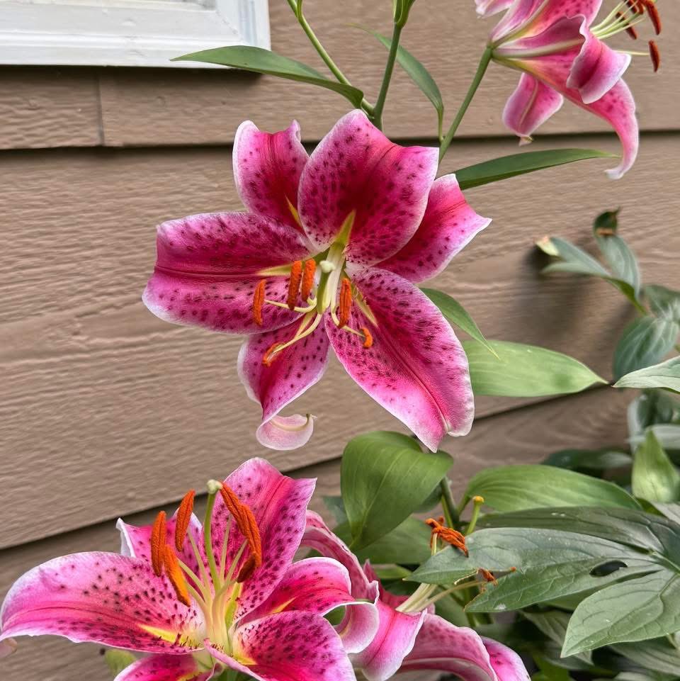 💟☮️LESLIE 🇲🇽 tweet media