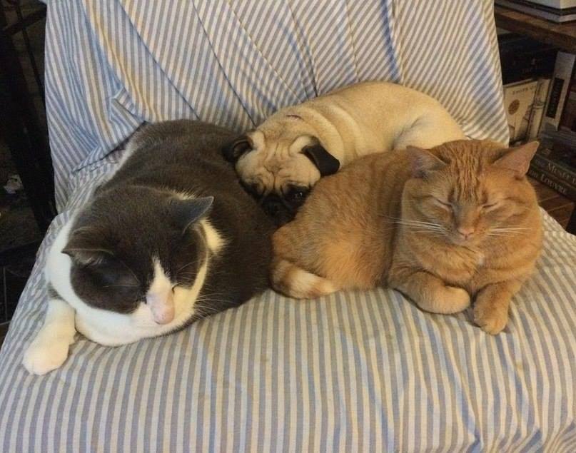 Kittyworks tweet media