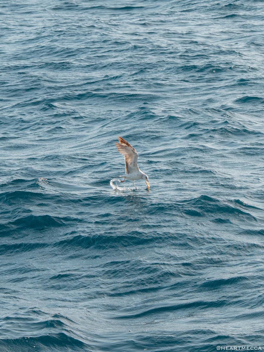 عبدالرحمن السهلي tweet media