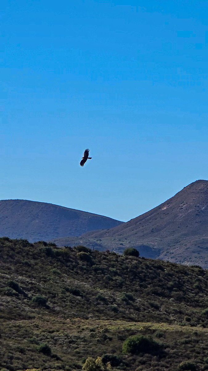 Patrycja Oosthuizen tweet media