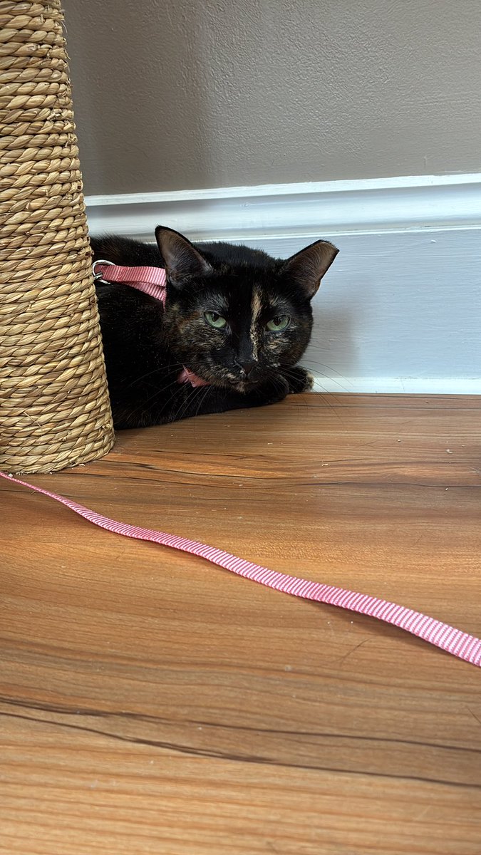 🌸MinqiB🌸 tweet media