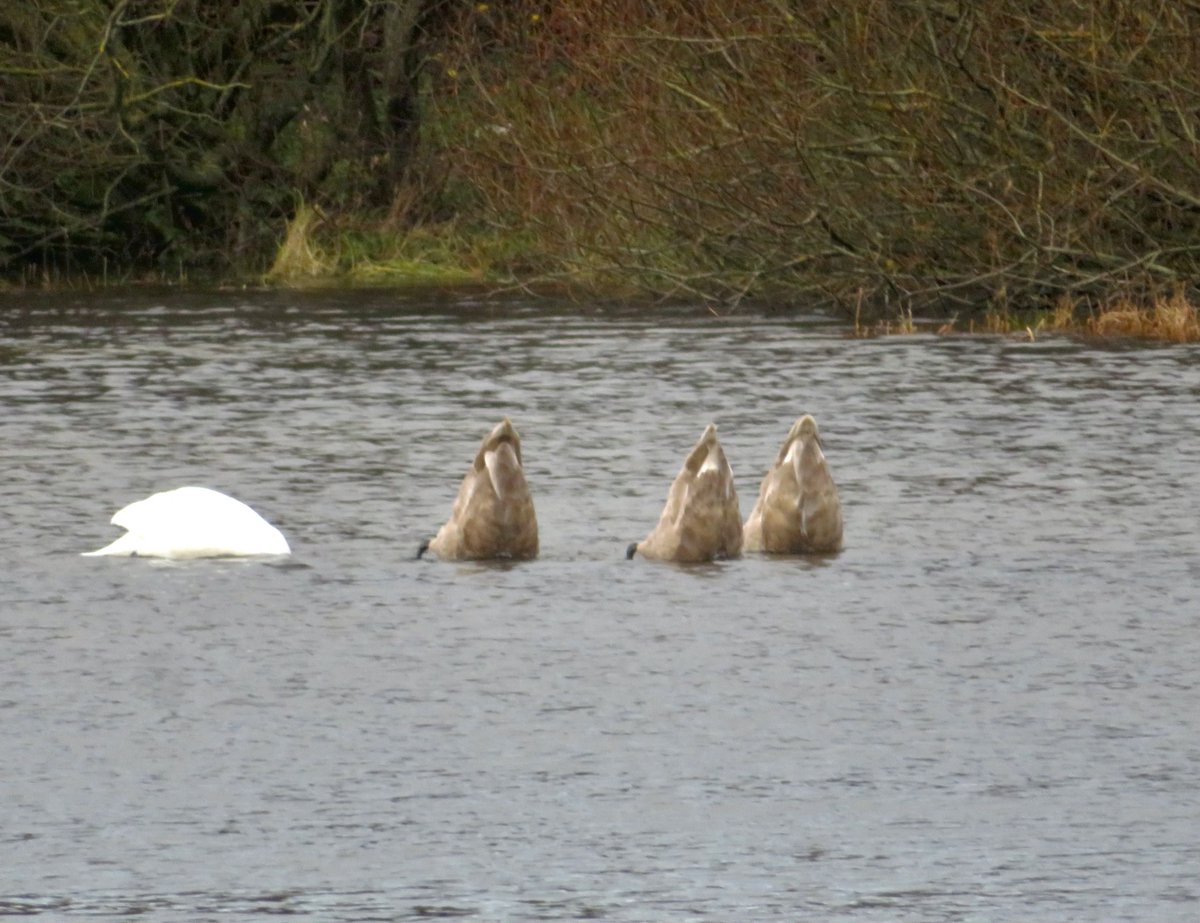 Helge Torvund tweet media