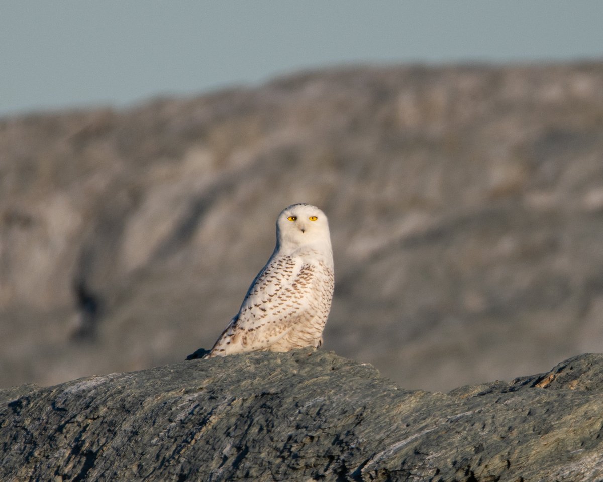 grey🔻|-/ tweet media