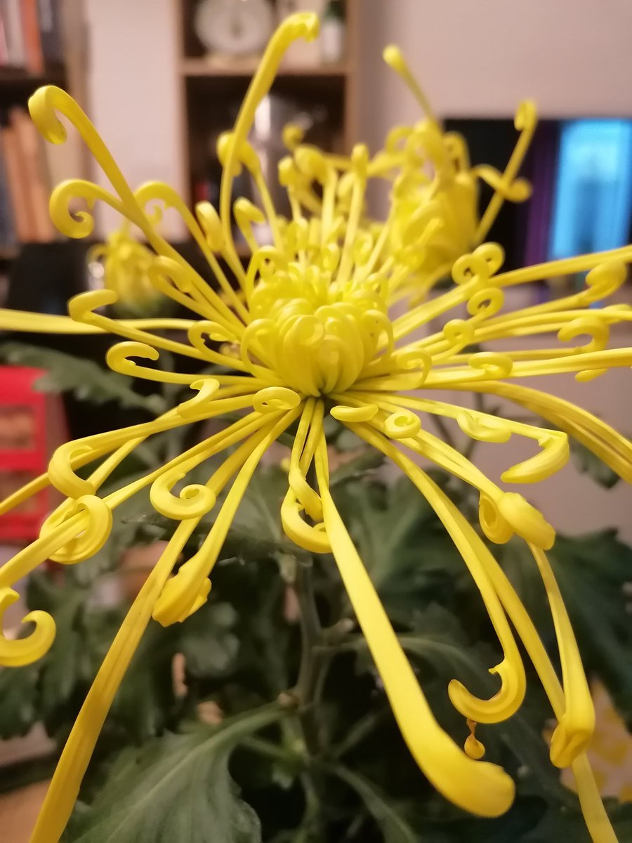 RMR Savage 🇵🇱🌱 Ⓥ tweet media