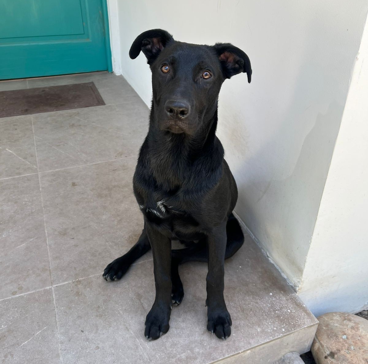 Hermoso negrito, de aproximados 8 meses, en adopción responsable. Está desparasitado y sanito. Se entregará con hora para castración. Urge adopción pues no pueden resguardarlo por mucho tiempo más. Si deseas darle un hogar, comunícate al +56973882735. Favor RT!
#Peñaflor