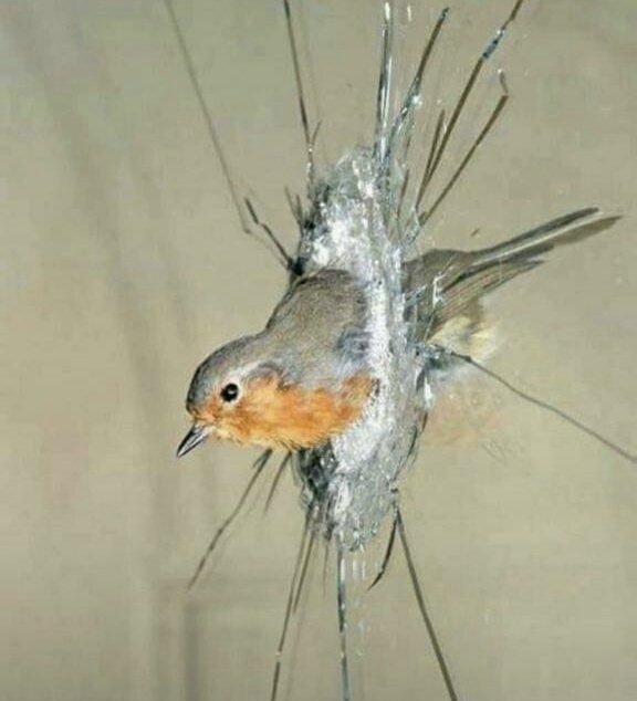 محمد tweet media