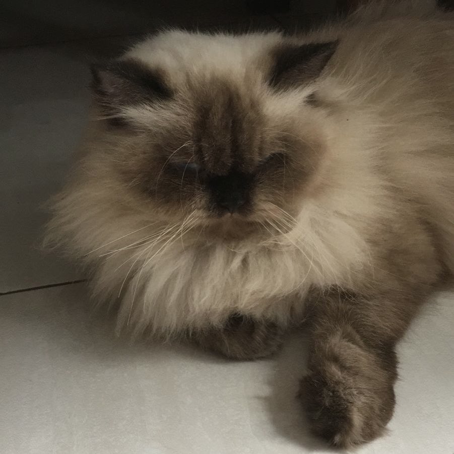 firanadya's tweet photo. @kkkoomorning @zqhr Maaci kaak! Ini pic 1 ibunya, pic 2 bapaknya. Kuping kucing aku turunan dari bapaknya 🥹 Kayaknya bapaknya mix Ragdoll soalnya anak yg satu lagi Ragdoll bgt https://t.co/d9thBTgWPn