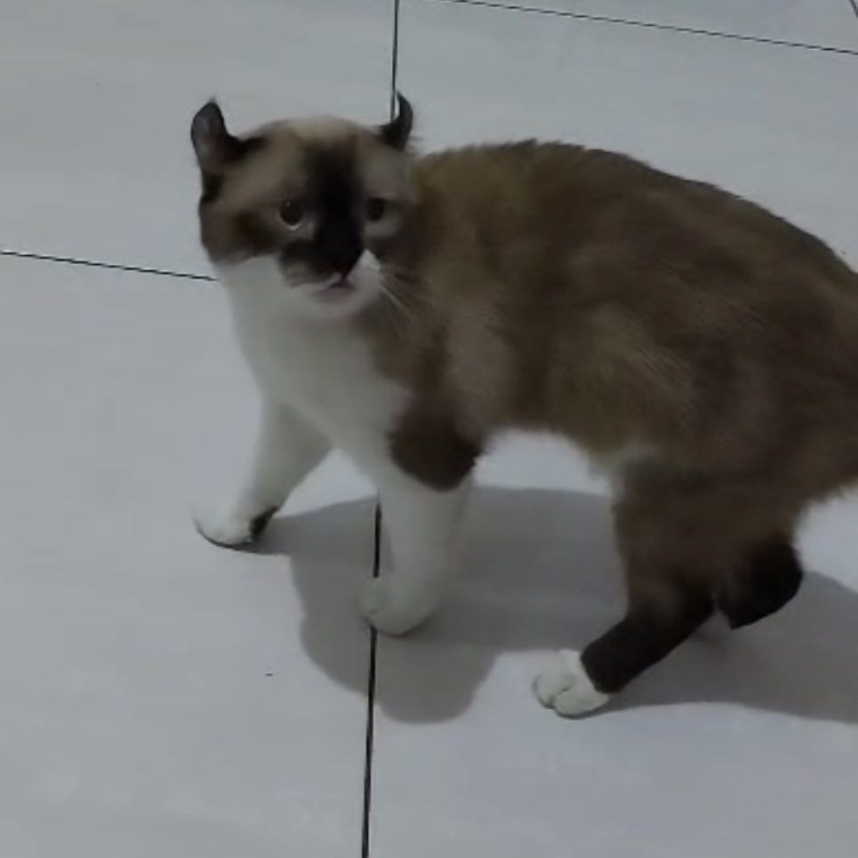 firanadya's tweet photo. @kkkoomorning @zqhr Maaci kaak! Ini pic 1 ibunya, pic 2 bapaknya. Kuping kucing aku turunan dari bapaknya 🥹 Kayaknya bapaknya mix Ragdoll soalnya anak yg satu lagi Ragdoll bgt https://t.co/d9thBTgWPn