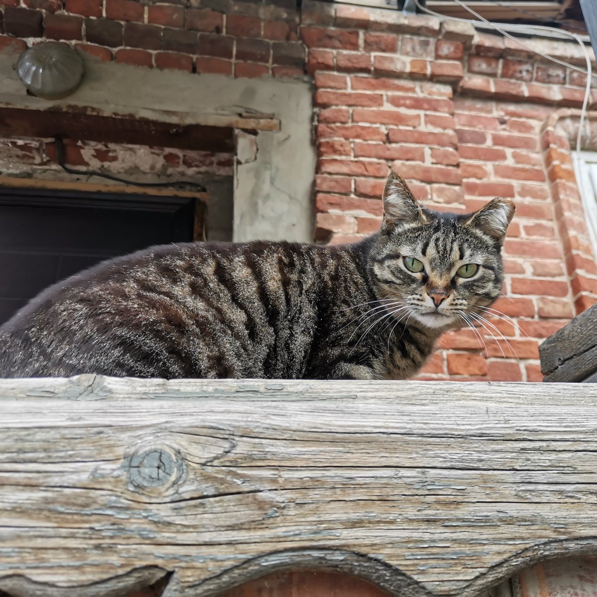 SarminAlexey's tweet photo. Я люблю разговаривать с котами. Подхожу:
— Привет, котик, как твои дела?
Он смотрит на меня и говорит:
— А тебе какое дело, дружок?
— Да вот… хотел угостить Вискасом…
— Чё ещё впаришь?

Где-то я это уже слышал... https://t.co/Am1EGxl3q0