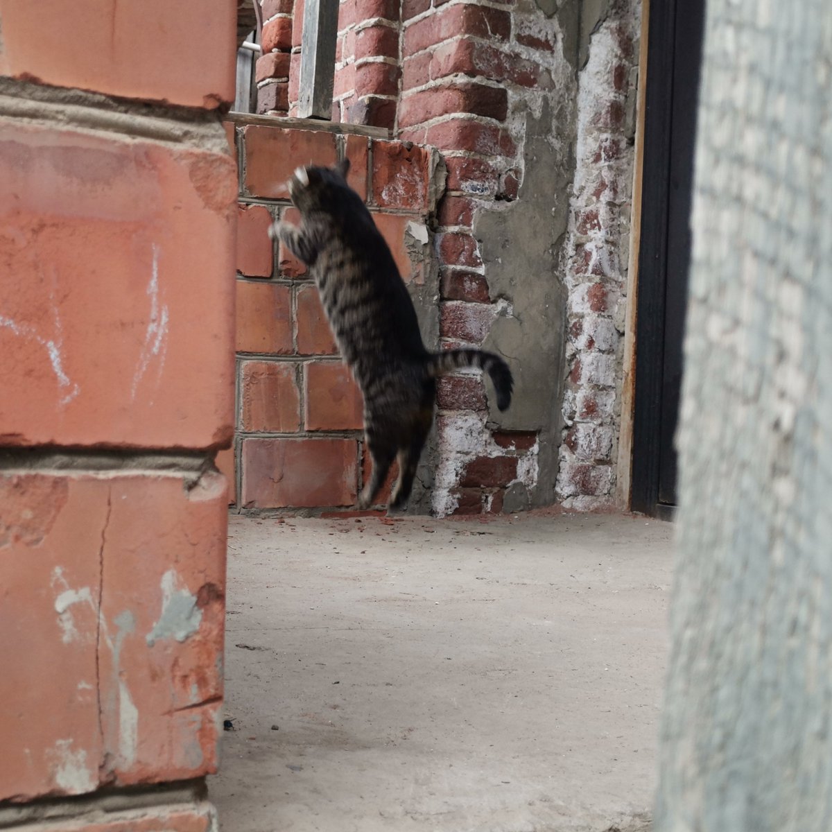SarminAlexey's tweet photo. Я люблю разговаривать с котами. Подхожу:
— Привет, котик, как твои дела?
Он смотрит на меня и говорит:
— А тебе какое дело, дружок?
— Да вот… хотел угостить Вискасом…
— Чё ещё впаришь?

Где-то я это уже слышал... https://t.co/Am1EGxl3q0