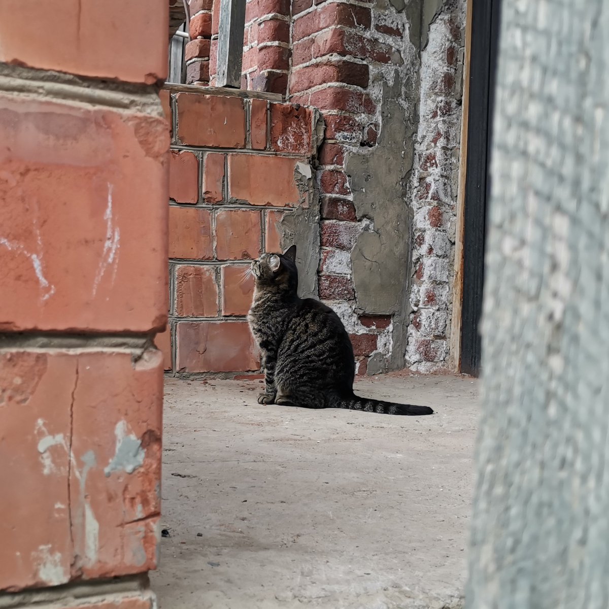 SarminAlexey's tweet photo. Я люблю разговаривать с котами. Подхожу:
— Привет, котик, как твои дела?
Он смотрит на меня и говорит:
— А тебе какое дело, дружок?
— Да вот… хотел угостить Вискасом…
— Чё ещё впаришь?

Где-то я это уже слышал... https://t.co/Am1EGxl3q0