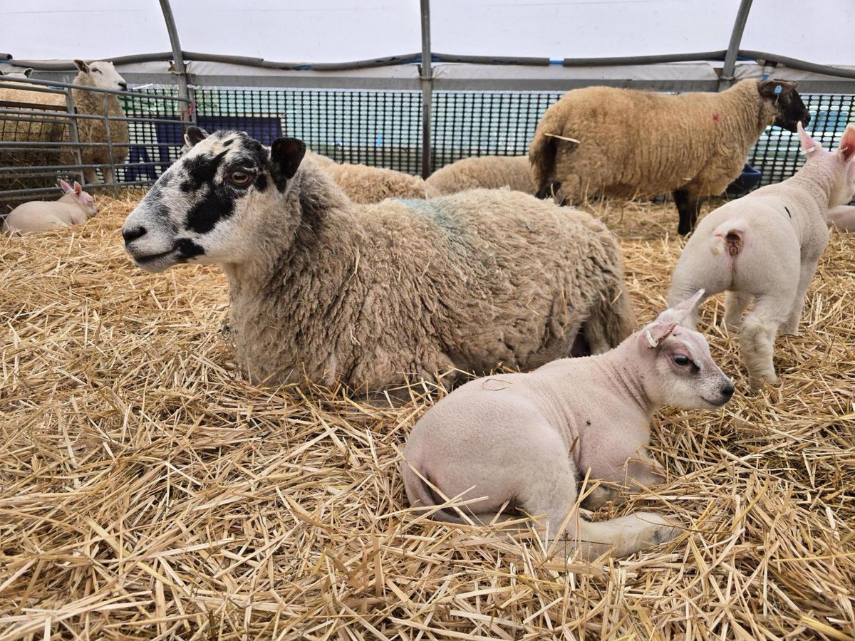 The Scottish Farmer tweet media