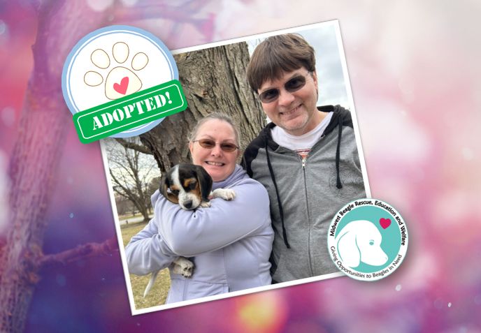 MidWest Beagle Rescue, Education and Welfare, Inc. tweet media