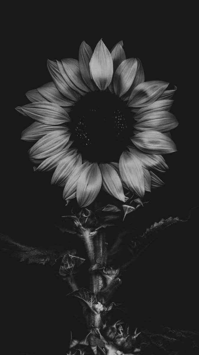 Jude obscura tweet media