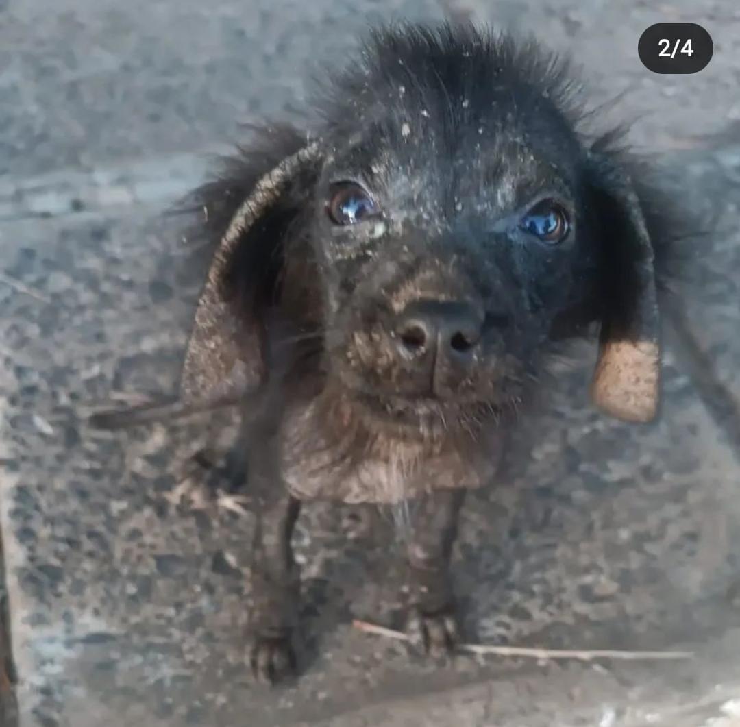 Stephie Bogado Tervit #80547 tweet media