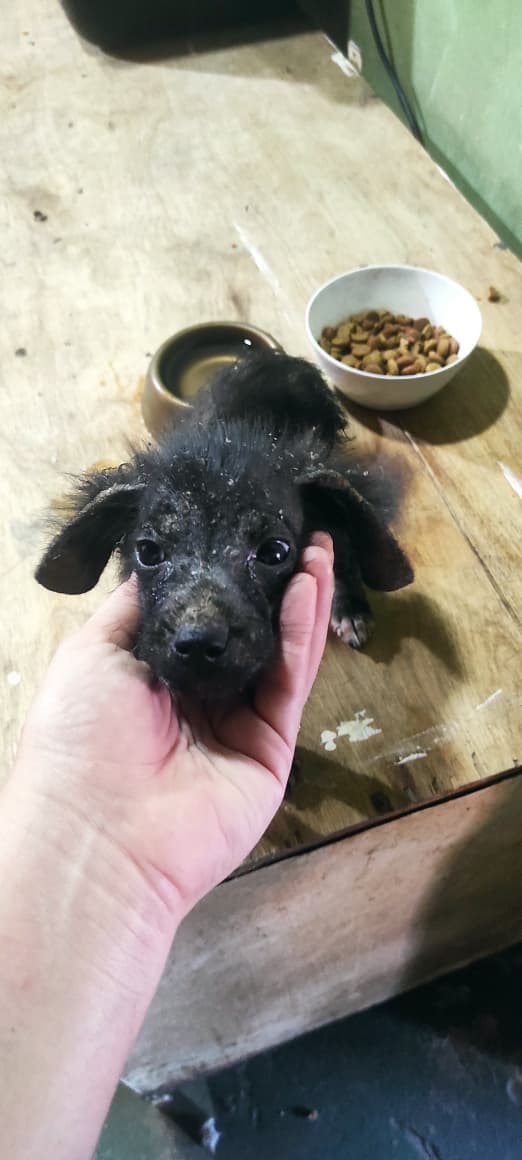 Stephie Bogado Tervit #80547 tweet media